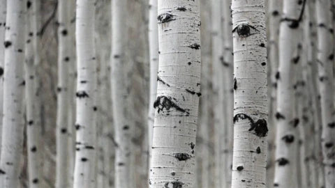 birch tree forrest